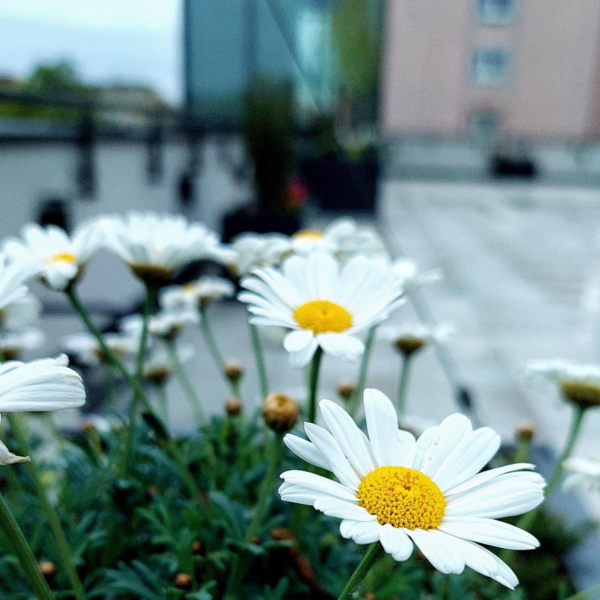Open Garden Hostel Czestochowa